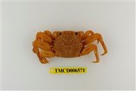 藏品(鱗形斜紋蟹)的圖片